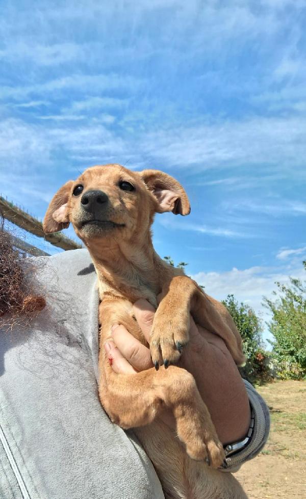 Chicca cucciolina di taglia piccola cerca casa ❤️ Foto 5